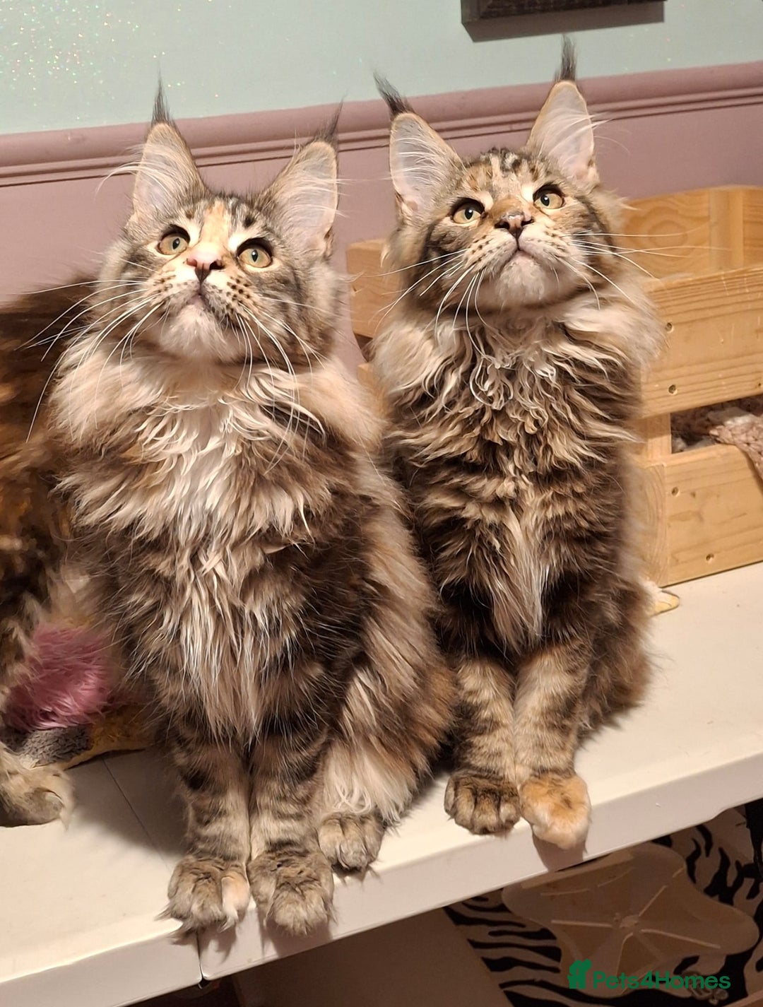 Maine Coon cats for sale: Beautiful torbie Maine Coon girls - Advert 21