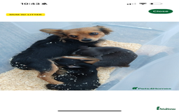 Mixed Breed dogs for sale: Small Chihuahua mixed - Advert 1