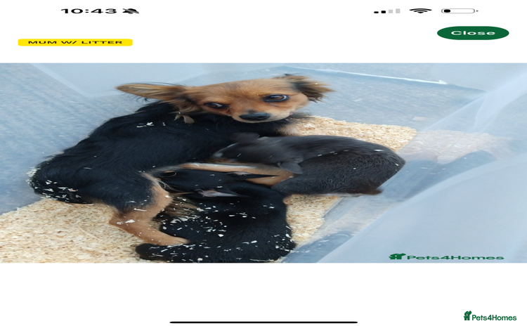 Mixed Breed dogs Small Chihuahua mixed - Advert 1