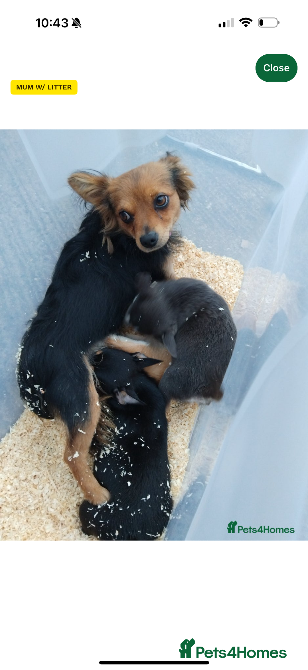 Mixed Breed dogs for sale: Small Chihuahua mixed - Advert 1