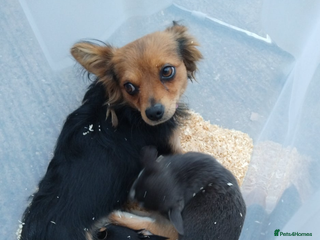 Mixed Breed dogs for sale: Small Chihuahua mixed - Advert 1
