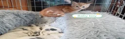 Mixed Breed cats for sale: Ginger kittens 3 girls 3 boys - Advert 17
