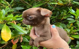 Chihuahua dogs for sale: *READY NOW* SOLID CHOCOLATE BOY - Image 4