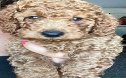 Cockapoo dogs for sale: 🌟  ONE RED CURLY FLUFFY BOY Now 🌟 in Boston - Image 23