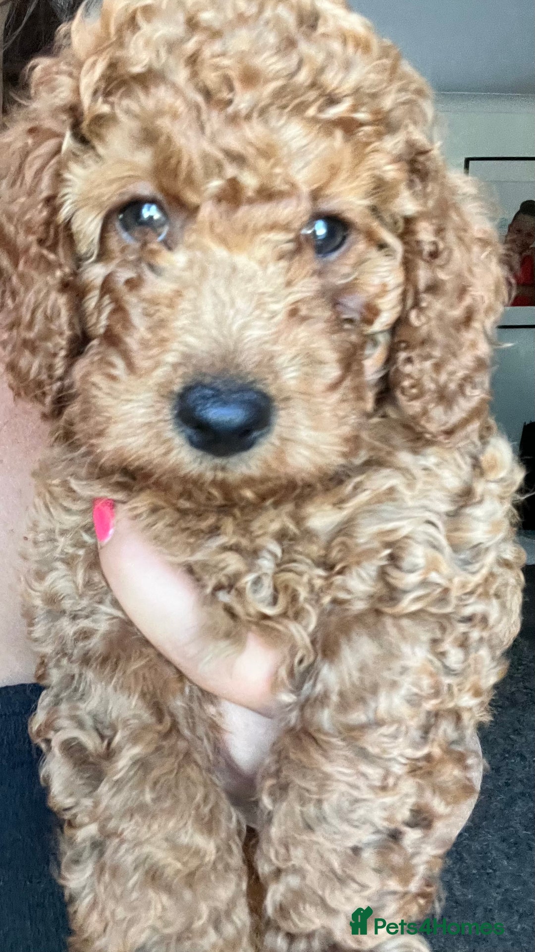 Cockapoo dogs for sale: 🌟  ONE RED CURLY FLUFFY BOY Now 🌟 in Boston - Image 23
