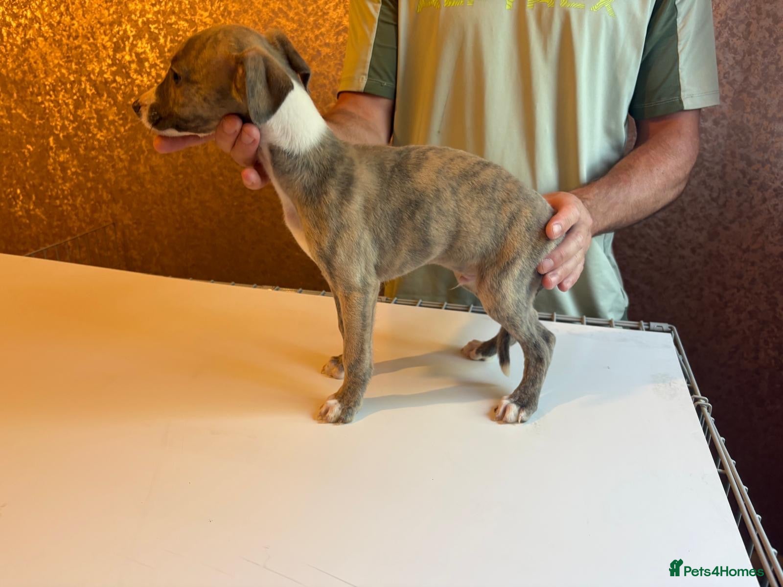 Whippet dogs **2 left ** Exceptional litter of KC whippets - Advert 3