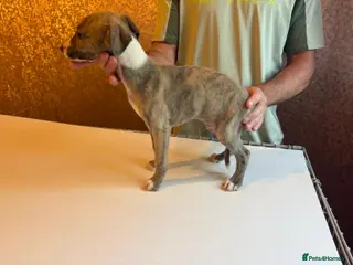 Whippet dogs **2 left ** Exceptional litter of KC whippets - Advert 3