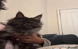 Maine Coon cats for sale: Maincoon boys - Image 7
