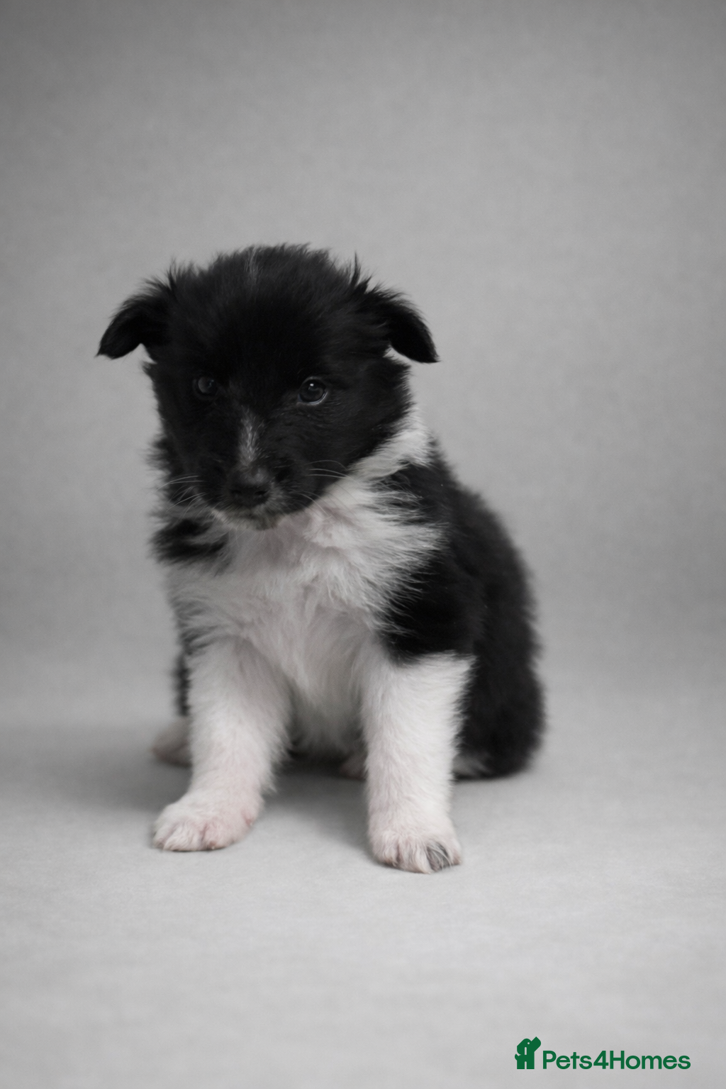Shetland Sheepdog dogs 🩵 The litter is registered with the Kennel Club. - Advert 1