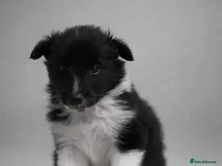 Shetland Sheepdog dogs 🩵 The litter is registered with the Kennel Club. - Advert 2