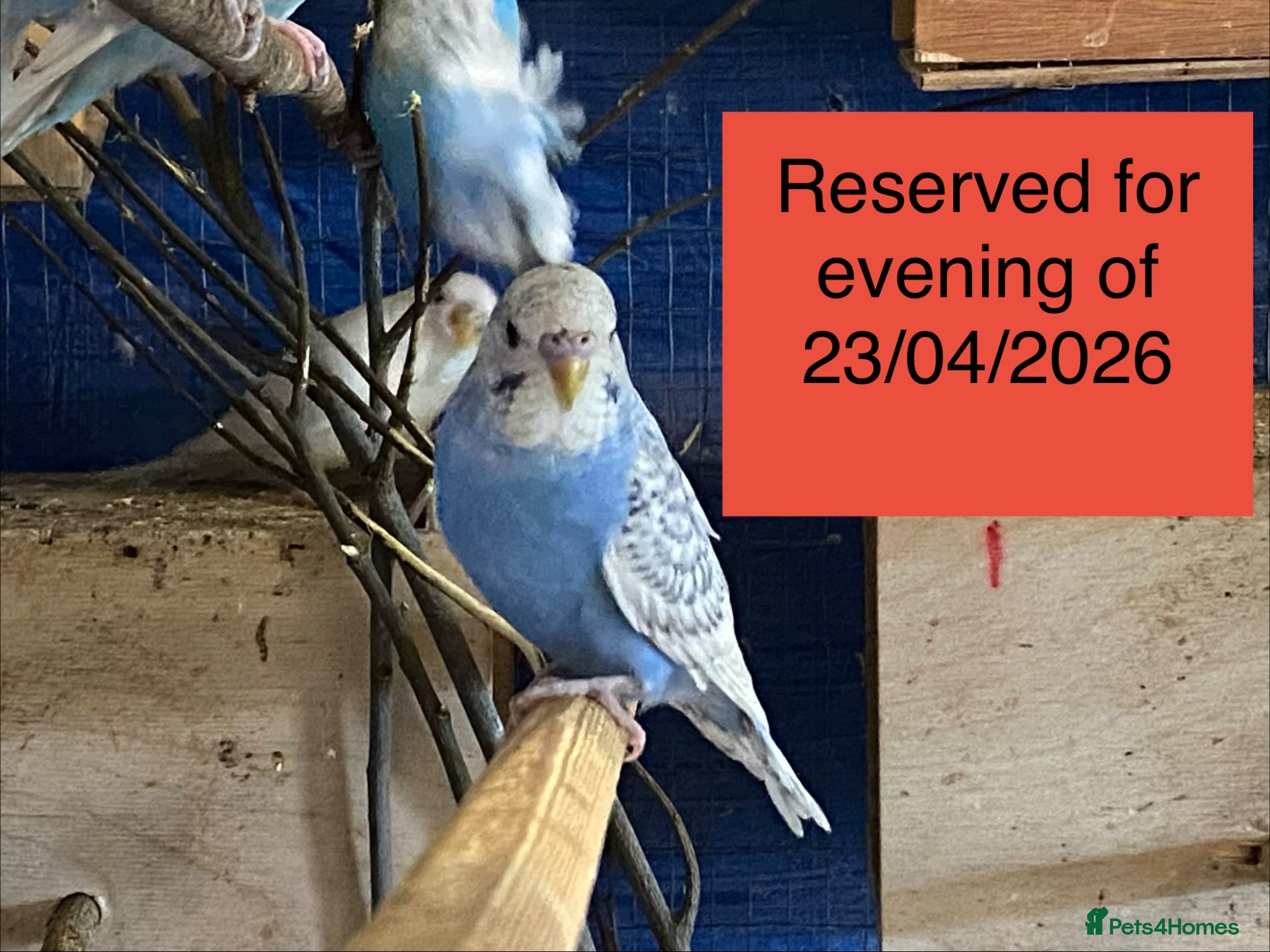 Budgerigars birds Reserved 2 young boy budgies  - Advert 13