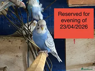 Budgerigars birds Reserved 2 young boy budgies - Advert 13
