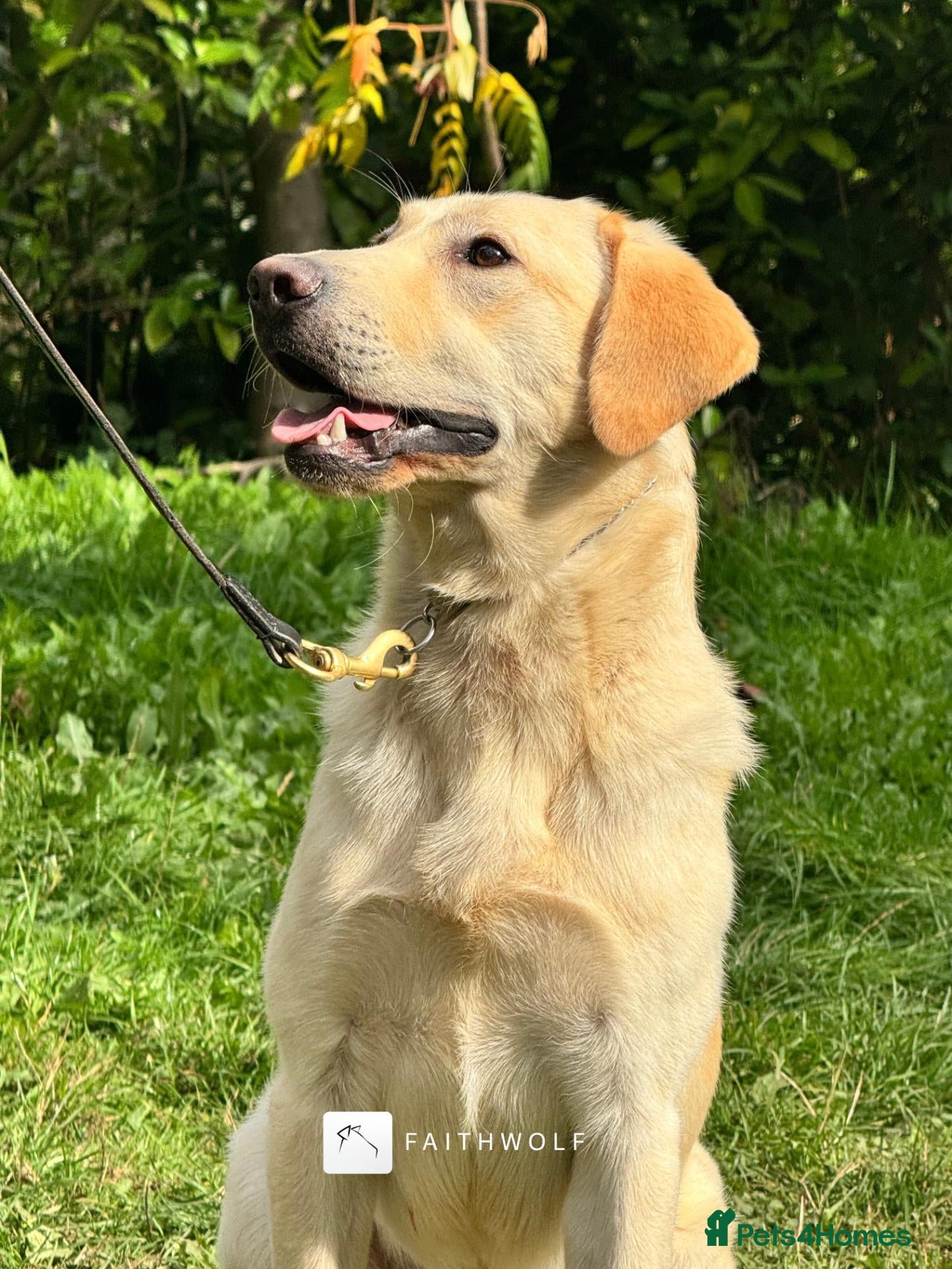Labrador Retriever dogs Paddy - Fully Trained Pet Labrador - Advert 3