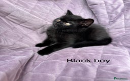British Shorthair cats for sale: British shorthair kittens🐻🐻‍❄️🐻🐻‍❄️🐻🐻‍❄️ - Image 24