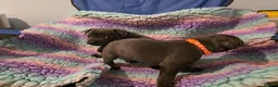 Staffordshire Bull Terrier dogs for sale: 2 stunning blue  female kc staffys available  - Advert 4