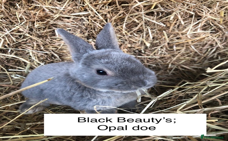 Rex rabbits - Advert 2