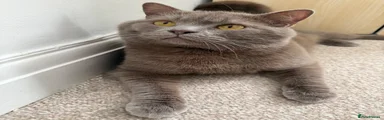 British Shorthair 1