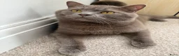 British Shorthair cats for sale: Bear, fawn/lilac Male British Shorthair  - Advert 4