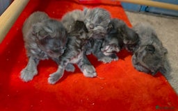 Maine Coon cats for sale: Tica maine coon kitten  - Advert 20