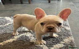 French Bulldog dogs for sale: Beautiful non kc female  - Image 5