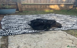 Mixed Breed dogs for sale: river - Image 9