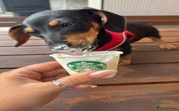 Miniature Dachshund dogs for sale: Lenny  - Image 3
