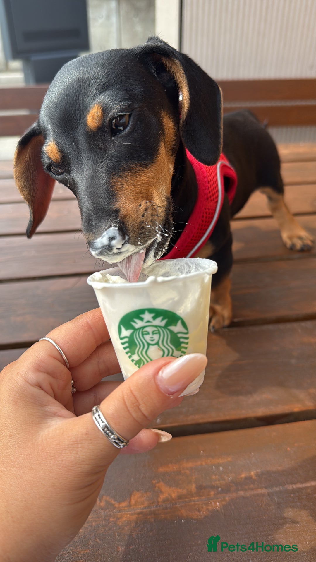 Miniature Dachshund dogs for sale: Lenny  - Image 3