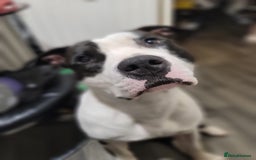 American Bulldog dogs for sale: Roscoe The American bulldog in Walsall - Image 4