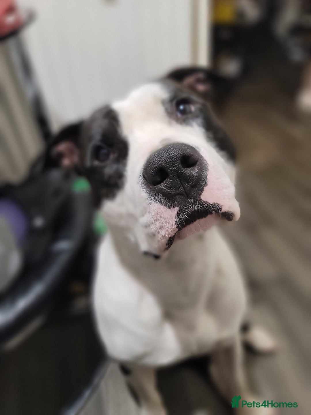 American Bulldog dogs for sale: Roscoe The American bulldog in Walsall - Image 4