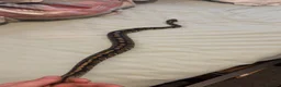 Python Snake reptiles for sale: Ball python and 4x2x2 viv - Advert 6