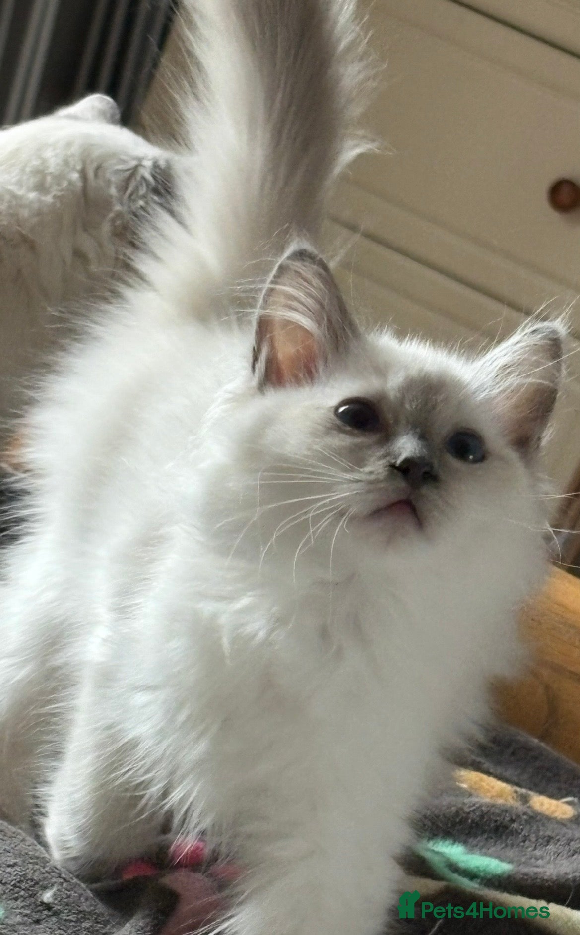 Ragdoll cats Gorgeous Ragdoll *READY NOW* - Advert 7