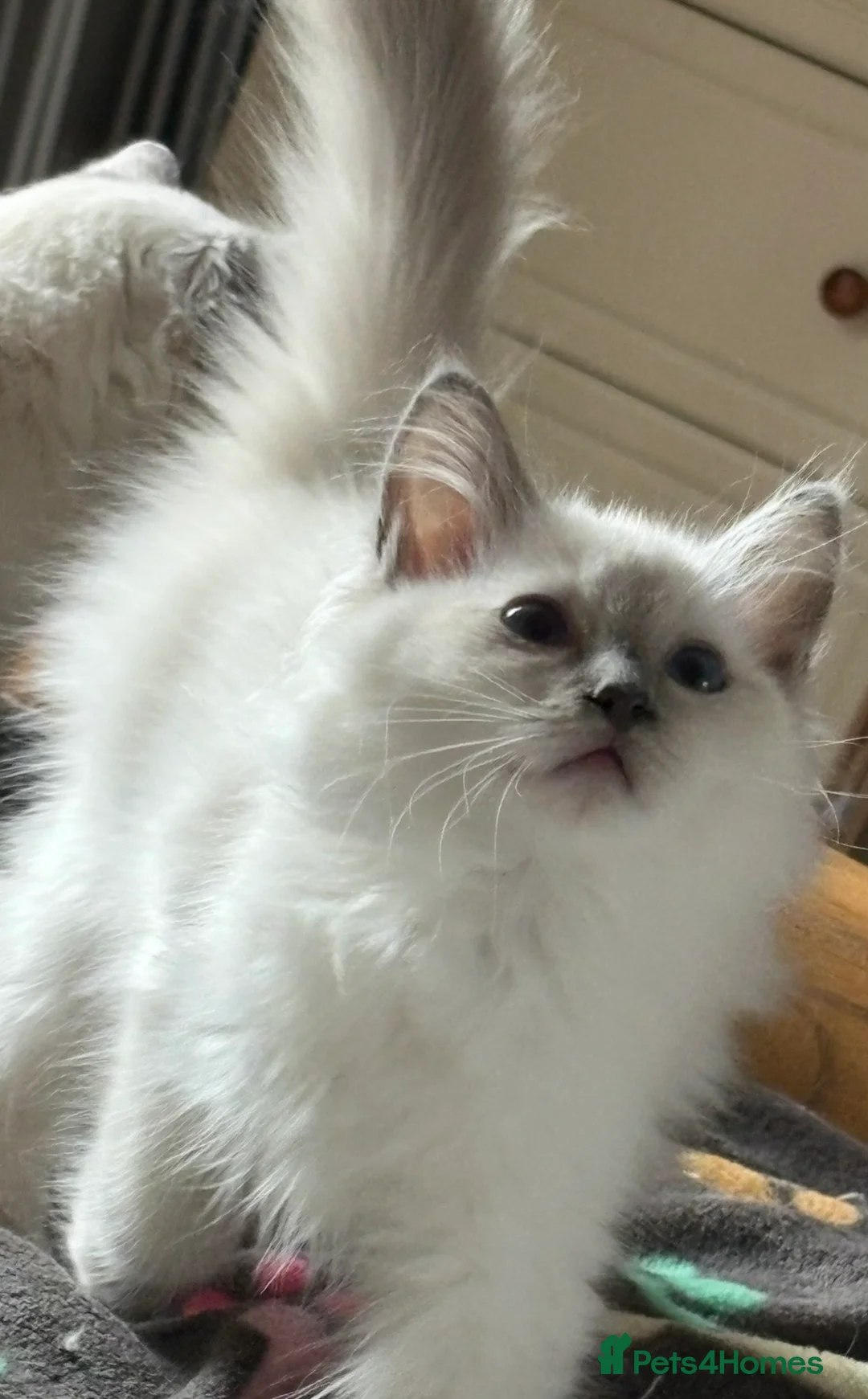 Ragdoll cats for sale: Gorgeous Ragdoll *READY NOW* - Advert 1