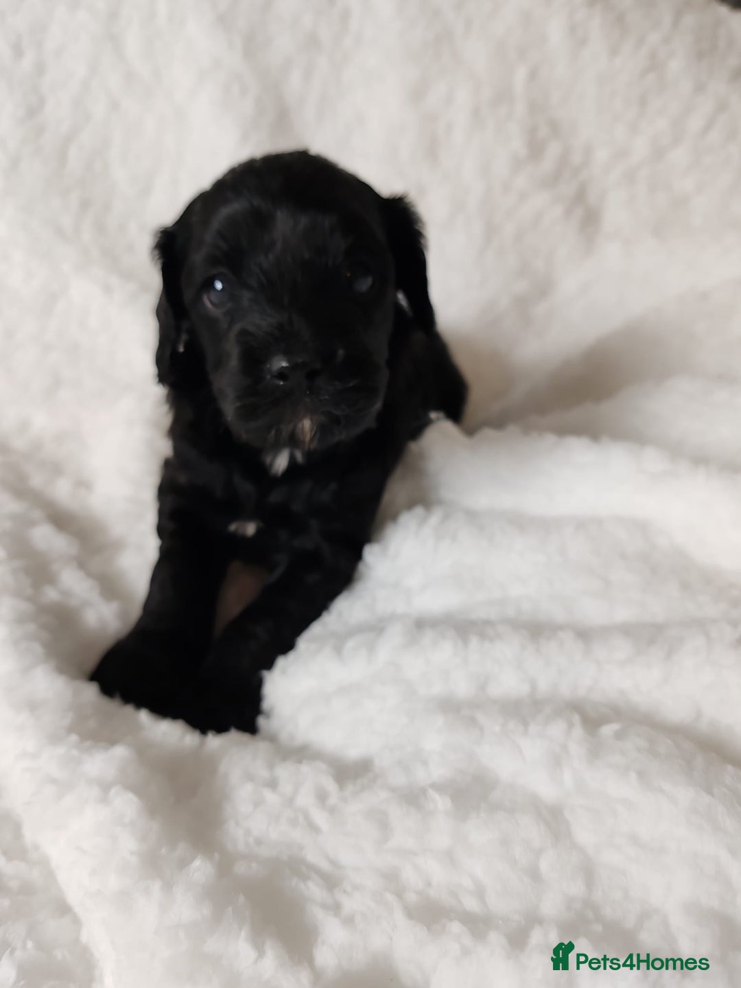 Cavapoo dogs for sale: F1 Cavapoo - Advert 11