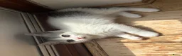 British Shorthair cats for sale: Stunning fluffy kittens ready for you loving home - Advert 14