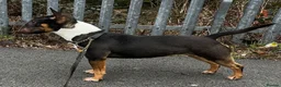 Miniature Bull terrier dogs for sale: Miniature Bull Terrier  in Neath - Advert 7