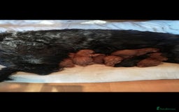 Cavapoo dogs for stud: Extensively Heath Tested Deep Red Min Poodle in Mansfield - Image 15