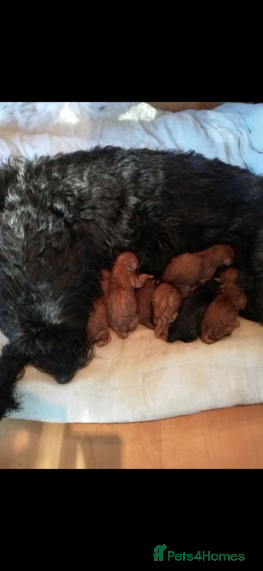 Cavapoo dogs for stud: Extensively Heath Tested Deep Red Min Poodle in Mansfield - Image 15