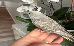 Budgerigars birds for sale: Hand Tame male crested baby budgie  - Image 4