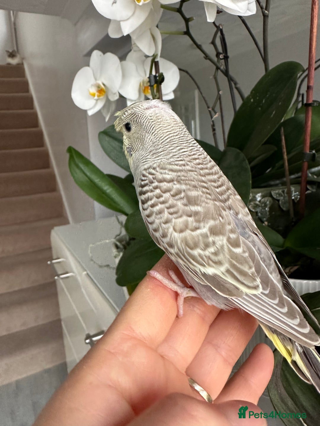 Budgerigars birds for sale: Hand Tame male crested baby budgie  - Image 4