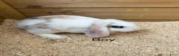 Mini Lop rabbits for sale: Mini lop babies - Advert 5