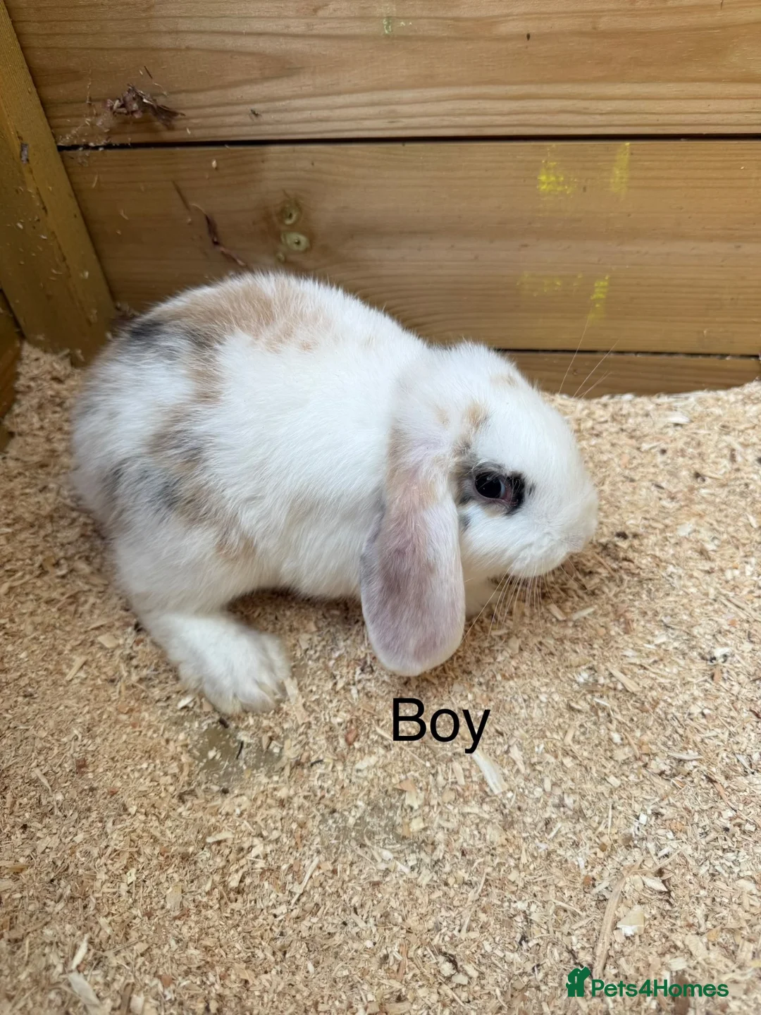 Mini Lop rabbits for sale: Mini lop babies - Advert 2