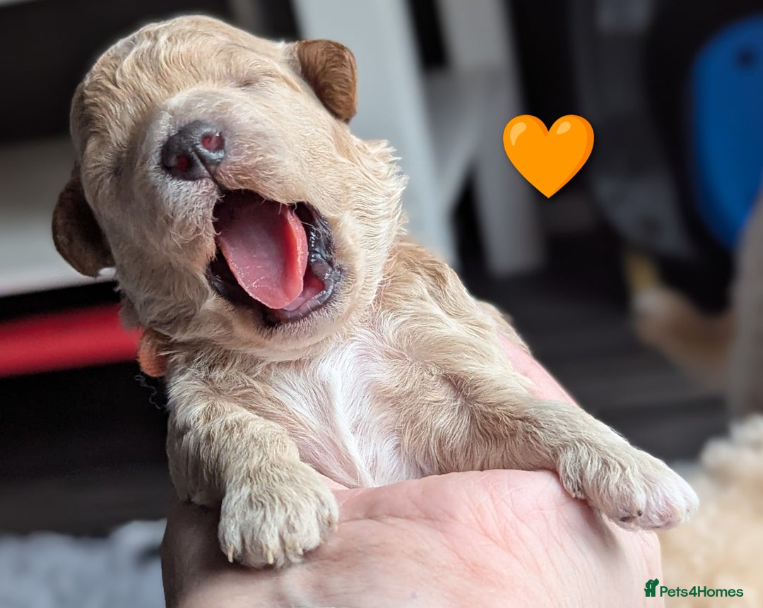 Poochon dogs for sale: 🐾 Adorable F1b Poochon Puppies - Ready November🐾 - Image 20