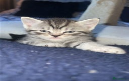 Mixed Breed cats for sale: British shorthair X British shorthair x Tabby - Image 15