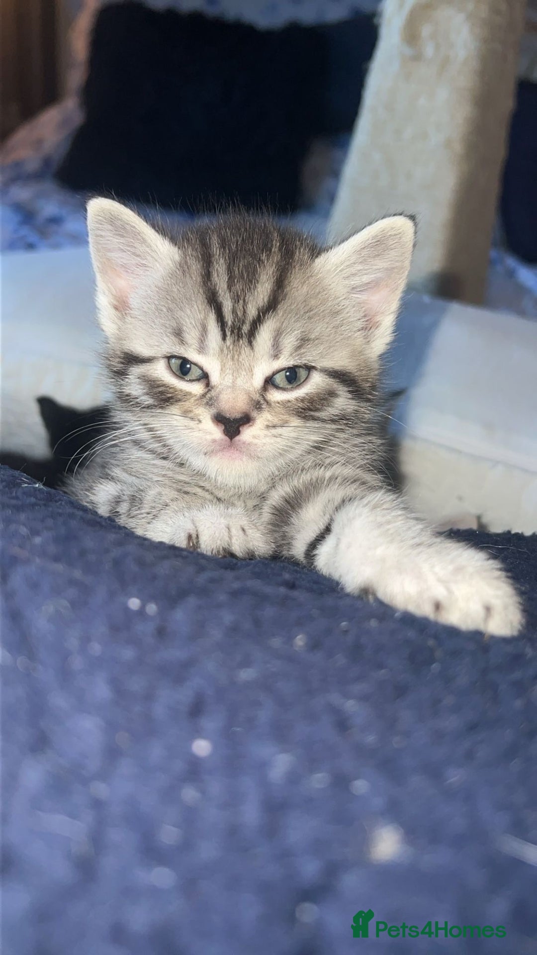 Mixed Breed cats for sale: British shorthair X British shorthair x Tabby - Image 15