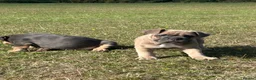 Olde English Bulldogge dogs for sale: Olde English bulldoggie  puppy’s 🎀 - Advert 3