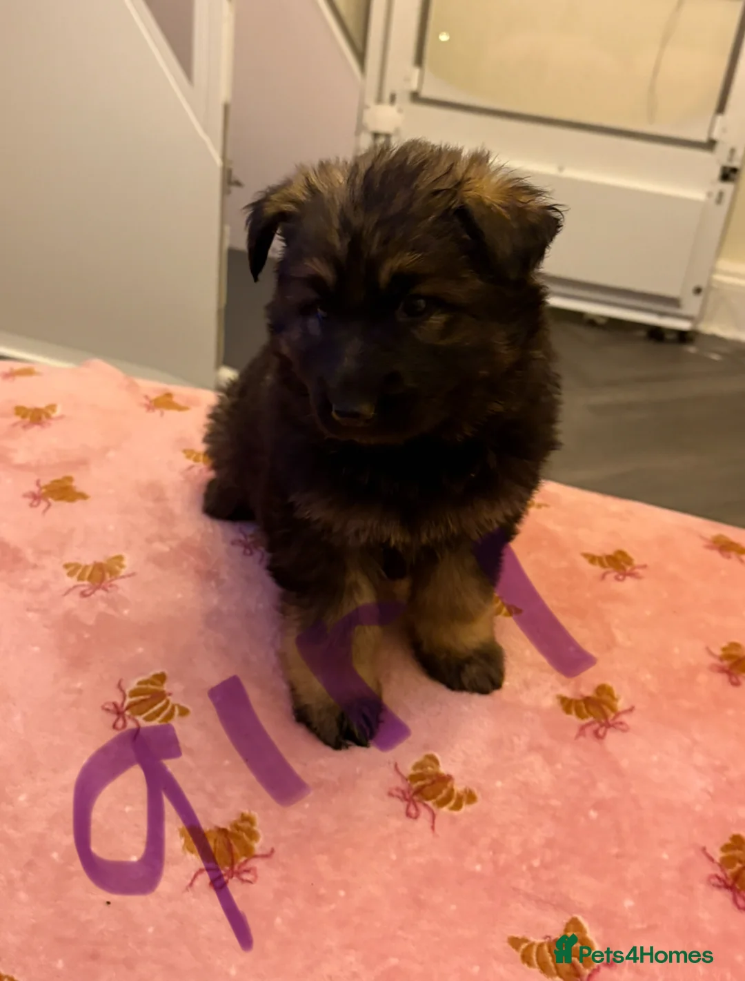 German Shepherd dogs for sale: Beautiful German shepherd Puppies - Advert 9