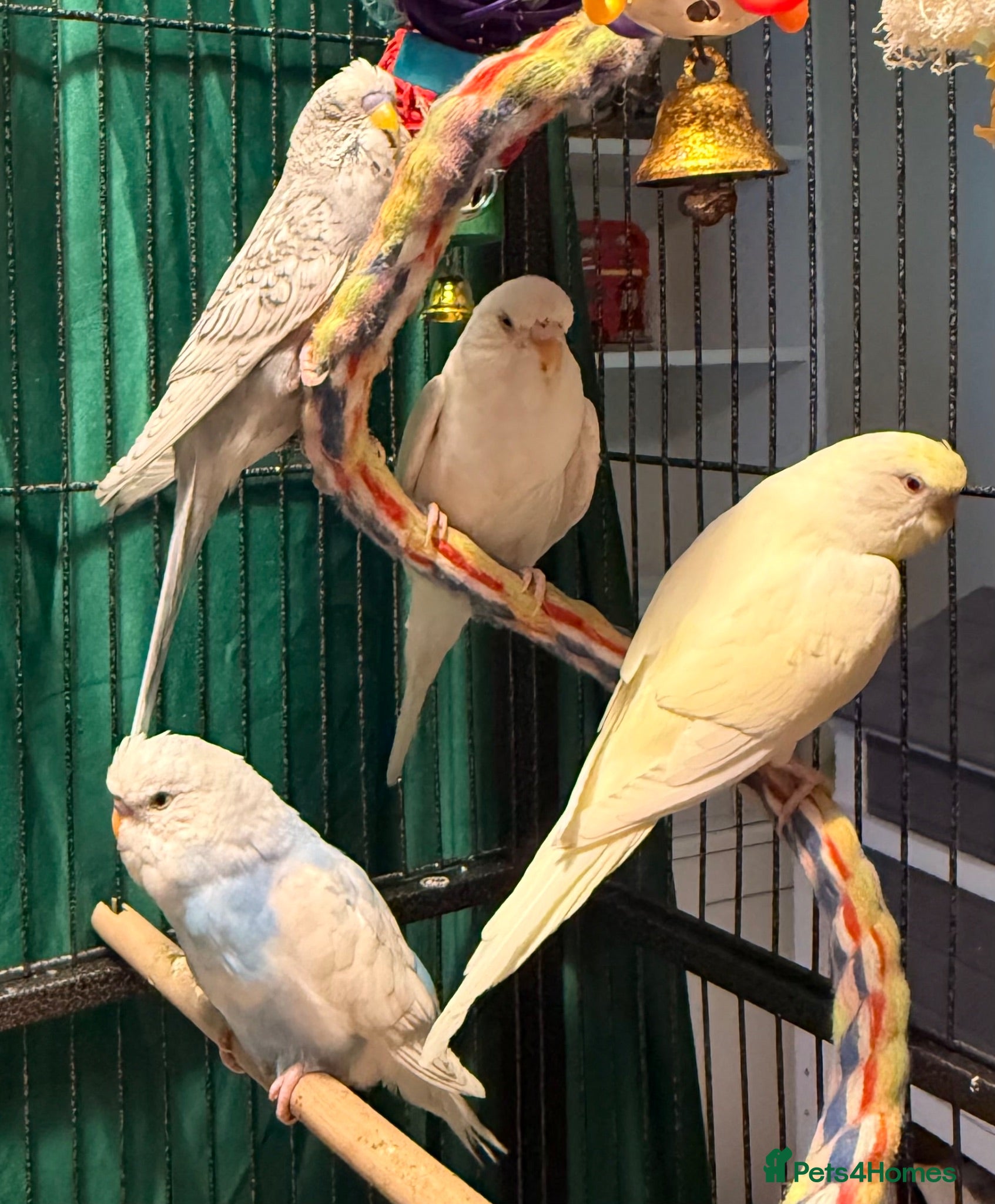 Budgerigars birds young  budgies available  Wa7  area   - Advert 1