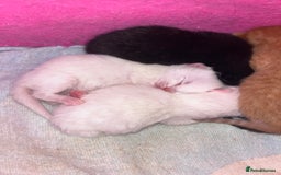 Mixed Breed cats for sale: Beautiful kittens  - Image 6