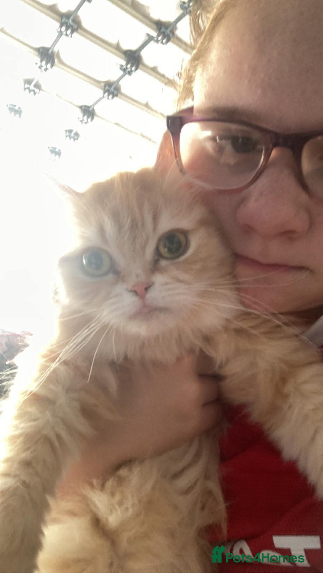 Persian cats for sale: Outstanding Full Persian Kittens for Sale - Image 7
