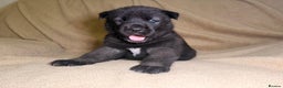 Akita dogs for sale: 7 beautiful American Akita Puppies - Advert 9